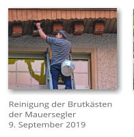 Reinigung der Brutksten der Mauersegler 9. September 2019