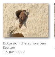 Exkursion Uferschwalben Stetten17. Juni 2022
